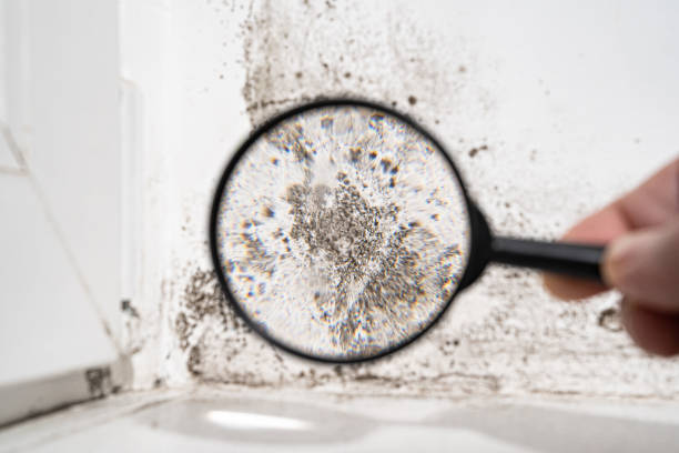 Professional Mold Remediation in Deerfield, MI